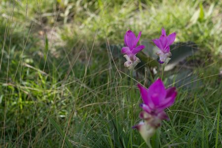flower of thailandの写真素材