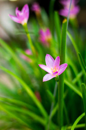 flower of thailandの写真素材
