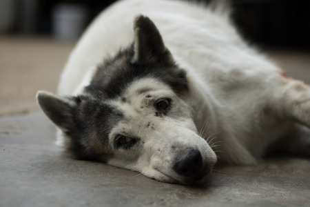 The dogの写真素材