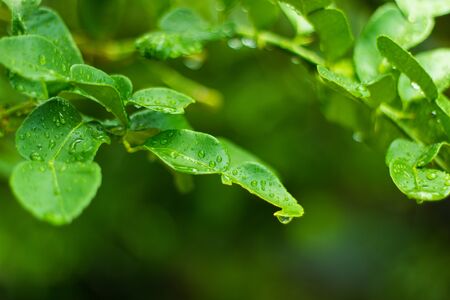 bergamotの写真素材