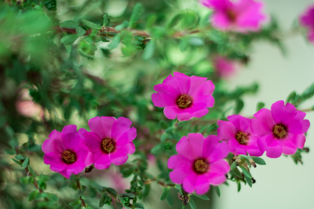 flower of thailandの写真素材