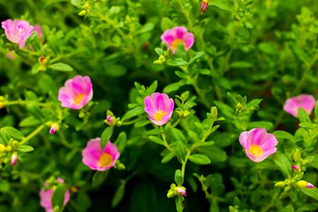 flower of thailandの写真素材