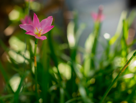 Colorful flowers in the evening of a bright day.の写真素材