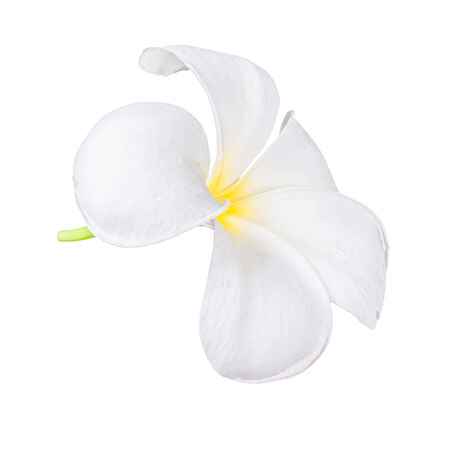 Frangipani plumeria Spa Flower isolated on white background.の写真素材
