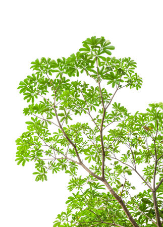 green leaves isolated on white backgroundの写真素材