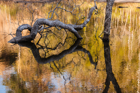 The branches with reflection on the water.の写真素材