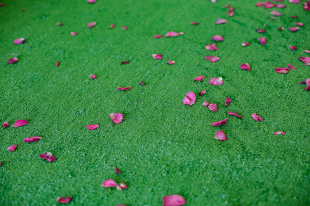 Rose petals on artificial green grass background.の写真素材