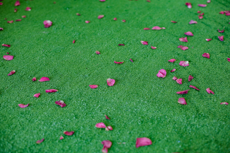 Rose petals on artificial green grass background.の写真素材