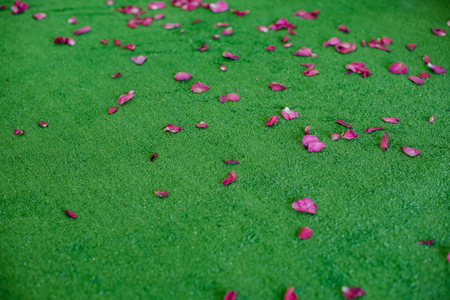 Rose petals on artificial green grass background.の写真素材