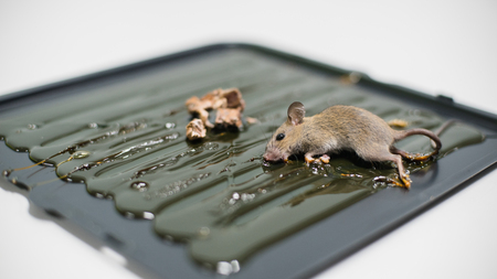 Mice dead on a trapの写真素材