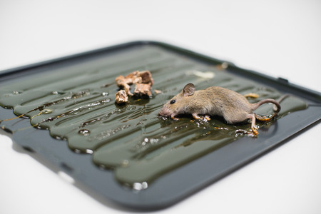 Mice dead on a trapの写真素材