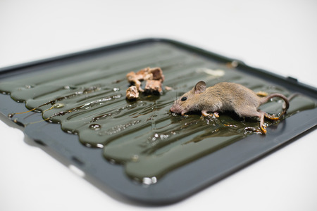 Mice dead on a trapの写真素材