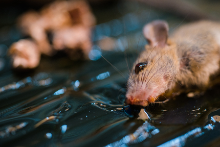 Mice dead on a trapの写真素材