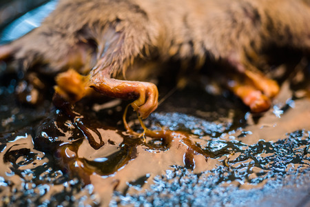 Mice dead on a trapの写真素材