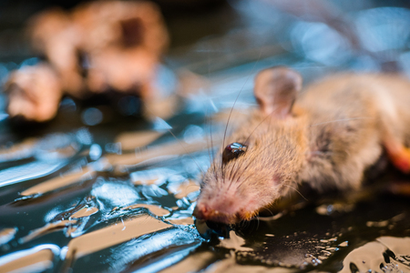 Mice dead on a trapの写真素材