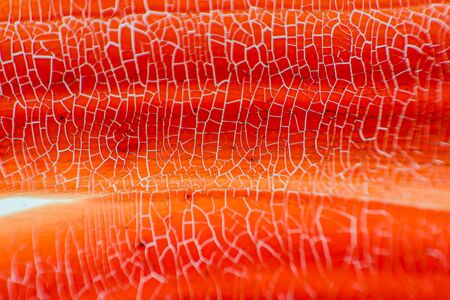 Human blood on white background.の写真素材