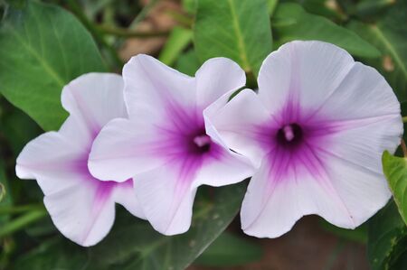 The  Ipomoea pes-caprae are blooming on the field in the morningの写真素材