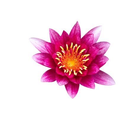 Pink blooming lotus isolated on white backgroundの写真素材