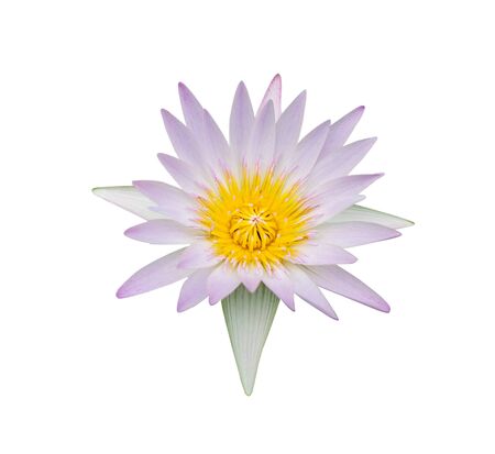 Light purple blooming Hilary lotus isolated on white background, Violet petals and yellow pollens water lilyの写真素材