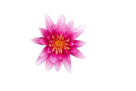 Pink blooming lotus isolated on white backgroundの写真素材