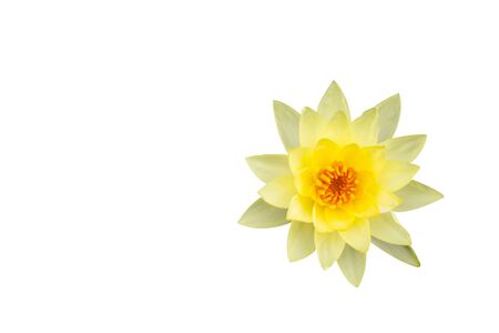 Wanvisa, Yellow blooming lotus flower isolated on white background isolated on white backgroundの写真素材
