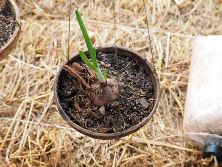 young plant of onion growing in coconut shell straw on the floorの写真素材