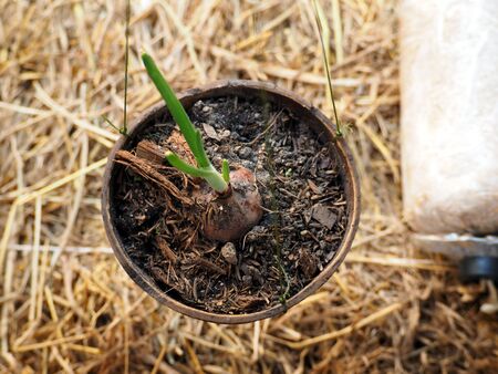 young plant of onion growing in coconut shell straw on the floorの写真素材