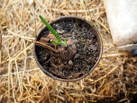 young plant of onion growing in coconut shell straw on the floorの写真素材
