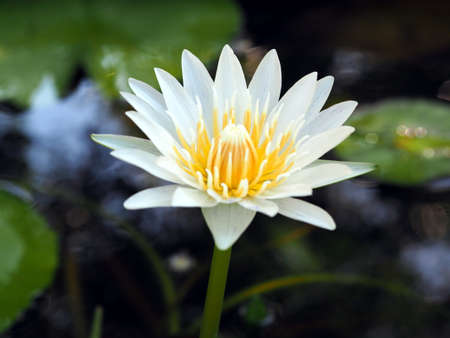 blossom lotus flower;focusflowerの写真素材