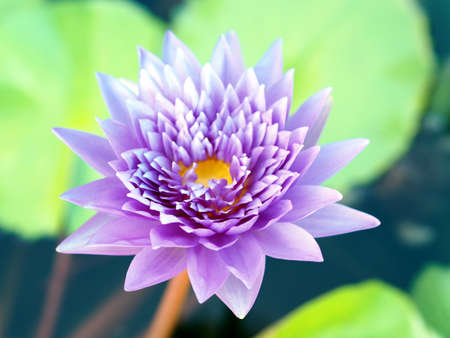 blossom lotus flower;focusflowerの写真素材
