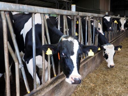 Cows on Farmの写真素材