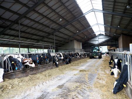 Cows on Farm