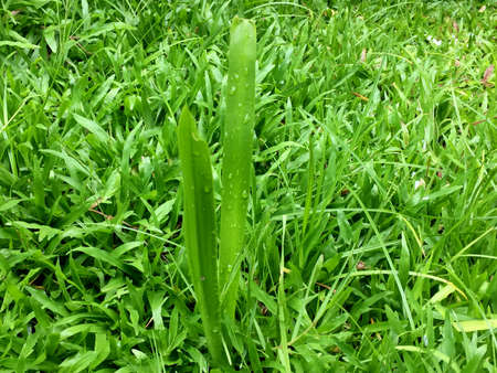 Close up of fresh thick grass with water dropsの写真素材
