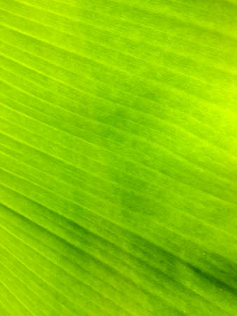 banana leaf backgroundの写真素材