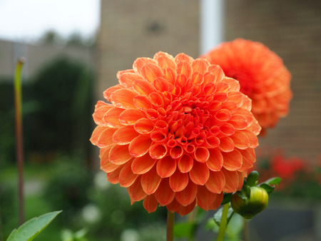 orange garden dahliaの写真素材