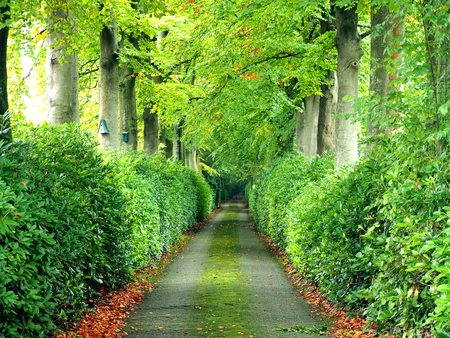 Tree tunnel walkwayの写真素材