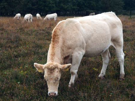 Cows graze pastureの写真素材
