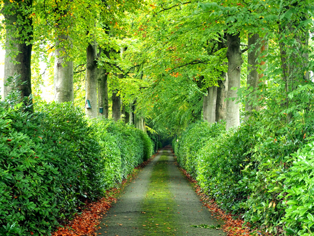 Walkway under a green tree natural tunnelの写真素材