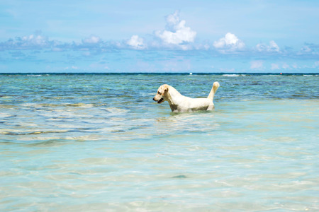 The Labrador Retriever dog in blue sea with clear blue sky at Koh Chang island in Thailandの写真素材