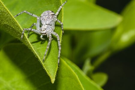 Extreme Close-Up Of Tiny White Spider On Green Leaf Looking At The Cameraの写真素材