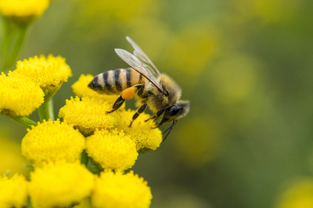 Close-Up Of European Honey Bee Or Apis Mellifera Collecting Pollen From Yellow Flowerの写真素材