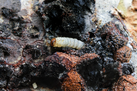Extreme Close-Up Of Wood Boring Larva Surrounded By Red Beech Woodwart Fungi Hypoxylon Fragiformeの写真素材