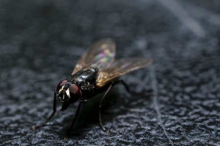 Extreme Close-Up Of Ordinary House Fly On Black Surfaceの写真素材