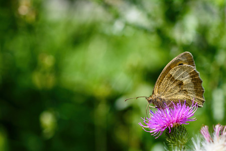 Close-Up Of Intricate Male Meadow Brown Butterfly Or Maniola Jurtina With Underwing Perched On Pink Thistleの写真素材