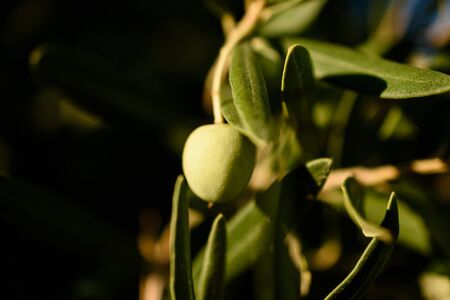 Close-Up Of One Olive Hanging From Branch Next To Leaves During Sunsetの写真素材