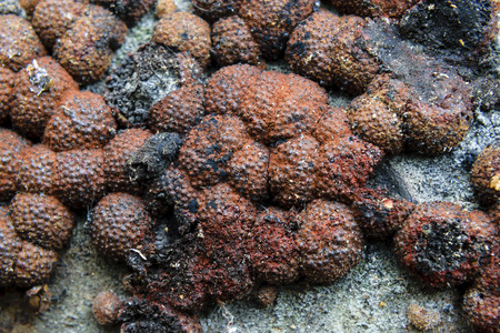Extreme Close-Up Of Beech Woodwart Fungi Or Hypoxylon Fragiforme Clustered On Tree Bark