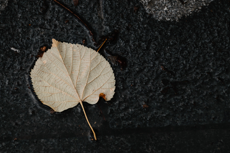 High Angle View Of Autumn Leaf In Puddle Of Water On Pavementの写真素材