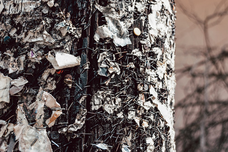 Side Angle Close-Up Of Wooden Telegraph Pole With Rusty Staples And Ripped Pieces Of Paperの写真素材