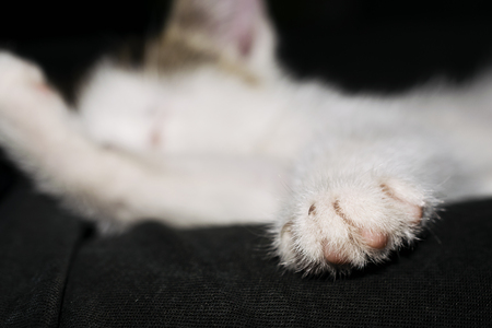 Close-Up Of The Paw Of A Sleeping White Kittenの写真素材