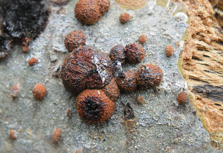 Extreme Close-Up Of Beech Woodwart Fungi Hypoxylon Fragiforme On Woodの写真素材